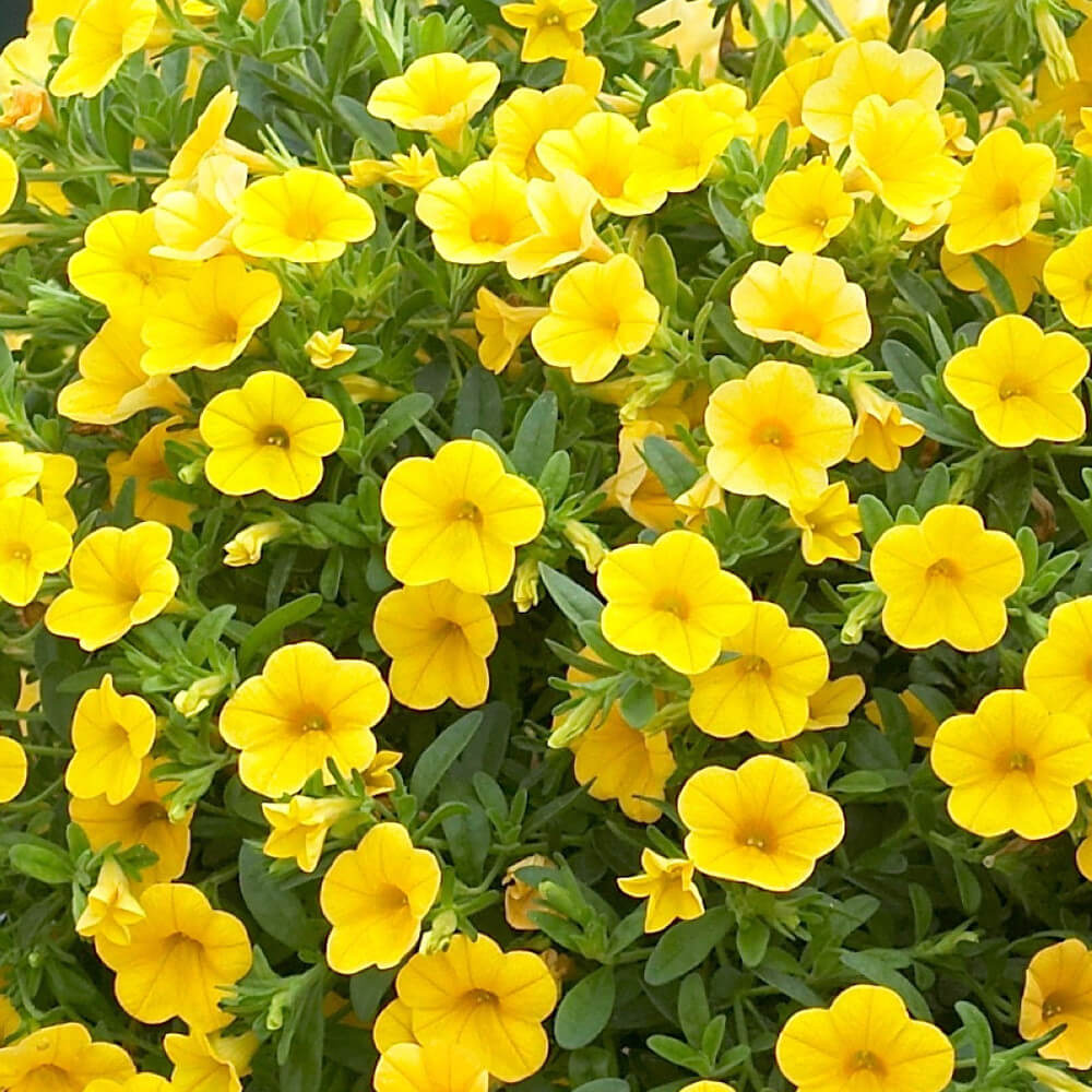 Yellow Super bell Calibrachoa Seeds