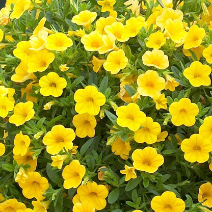 Yellow Super bell Calibrachoa Seeds