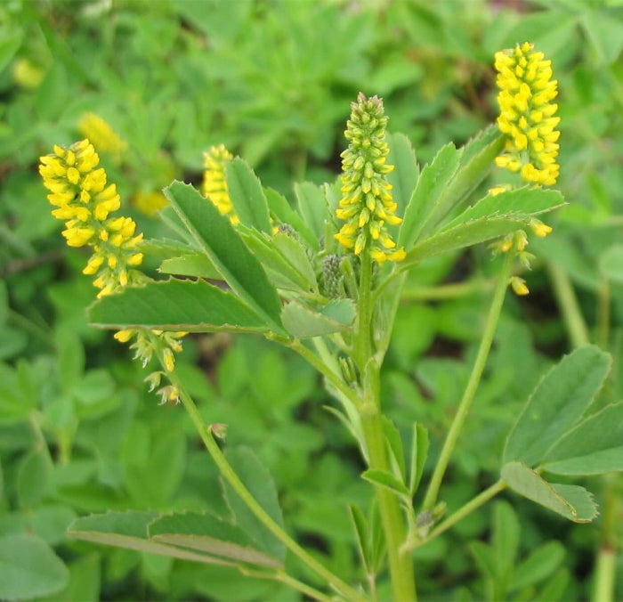 Yellow Sweet Clover Seeds - Herbal Plant