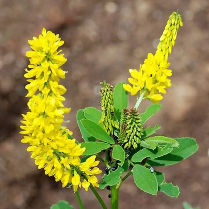 Yellow Sweet Clover Seeds - Herbal Plant