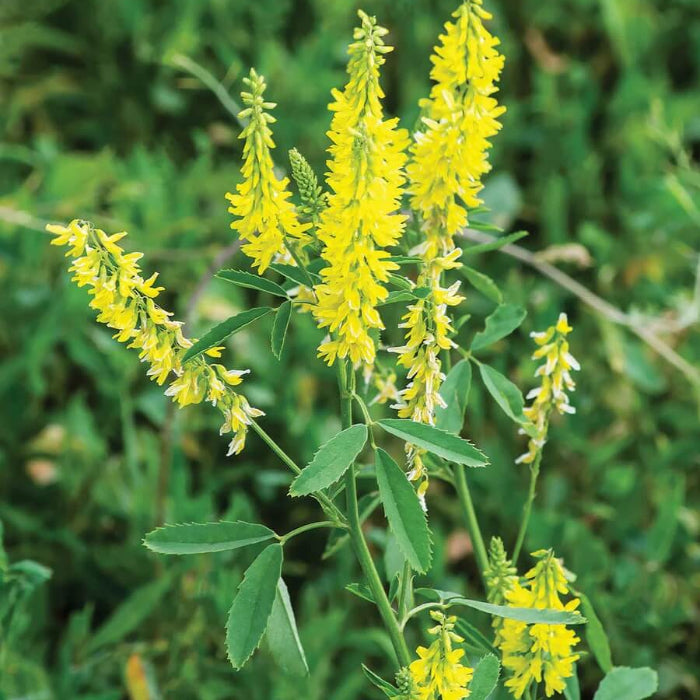 Yellow Sweet Clover Seeds - Herbal Plant