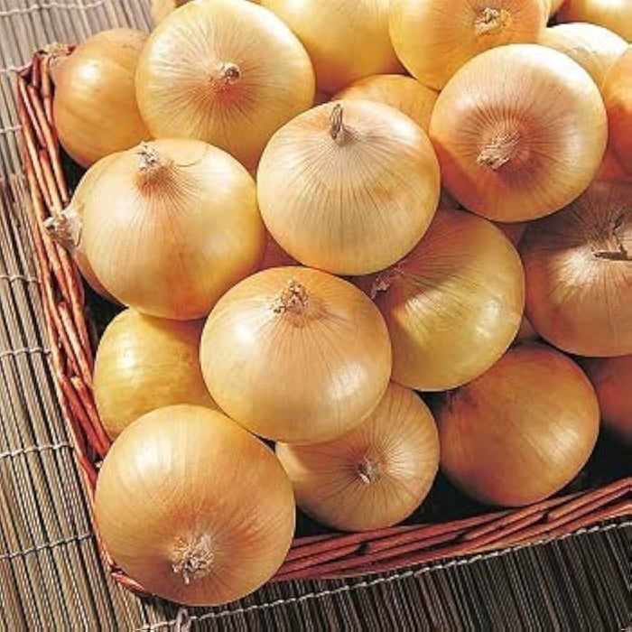 Yellow Sweet Spanish onion seeds - Vegetable Plant