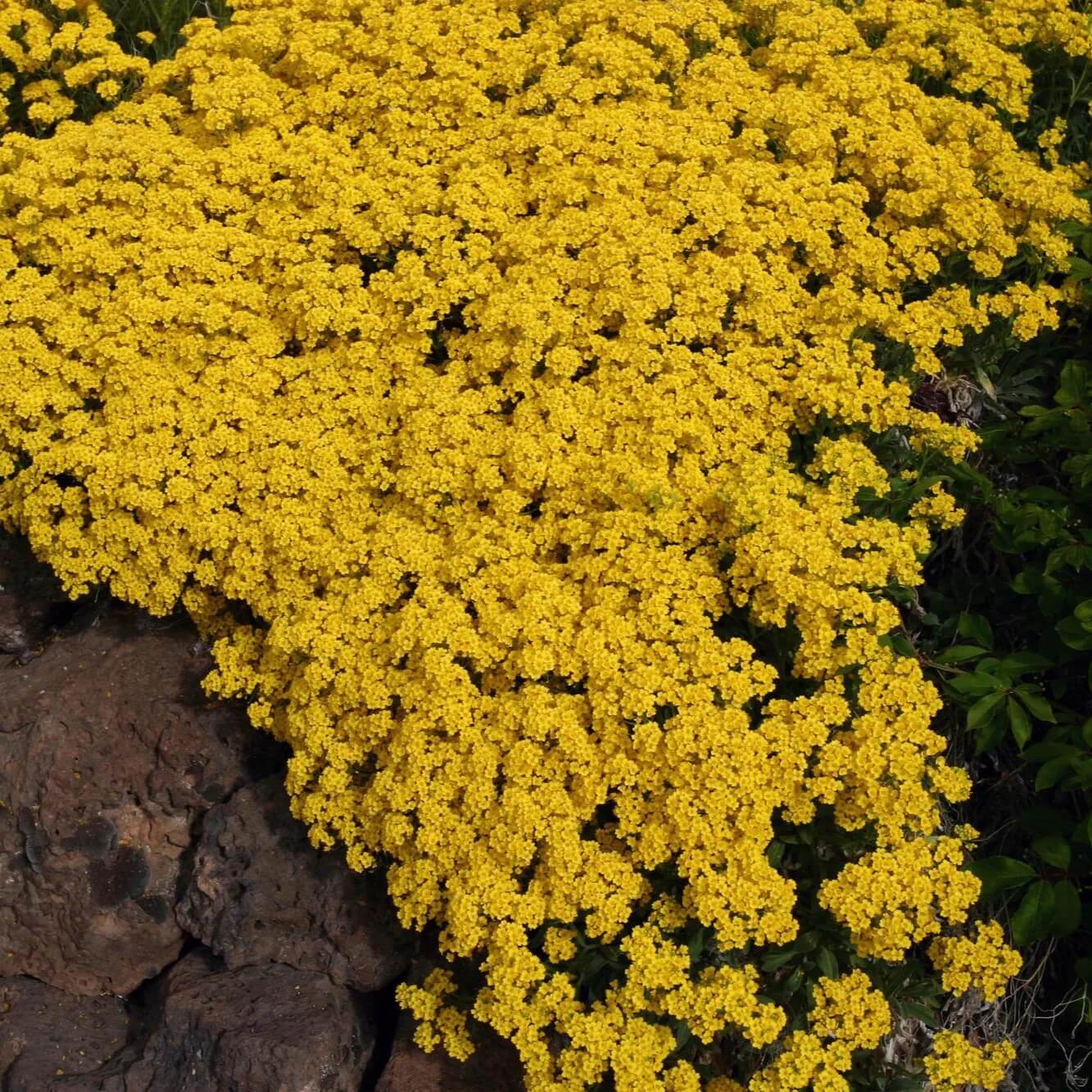 Yellow Thyme Seeds 