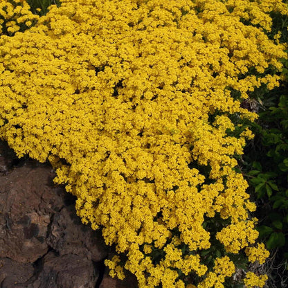 Yellow Thyme Seeds 