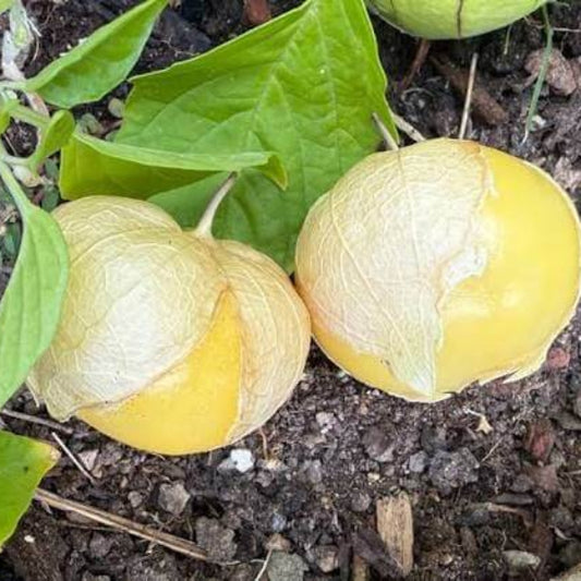 Yellow Tomatillo Seeds 