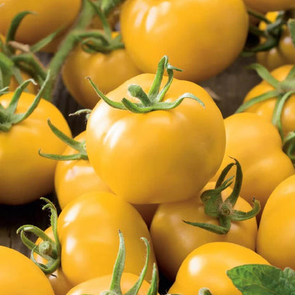 Yellow Tomato Seeds