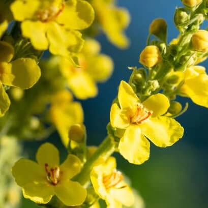 Yellow Verbascum Thapsus Seeds 