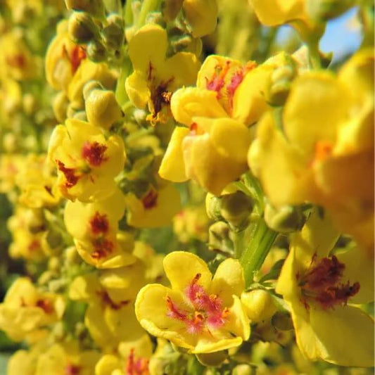 Yellow Verbascum Thapsus Seeds 