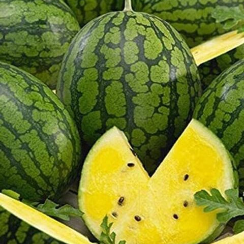 Yellow Watermelon Seeds
