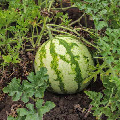 Yellow Watermelon Seeds