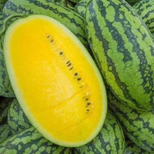 Yellow Watermelon Seeds