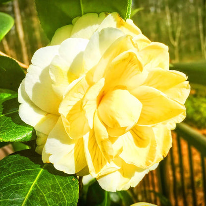 Yellow White Camellia Seeds