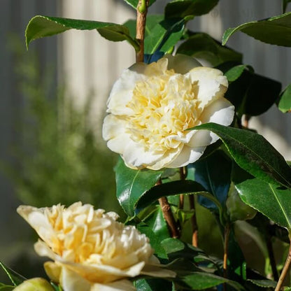 Yellow White Camellia Seeds