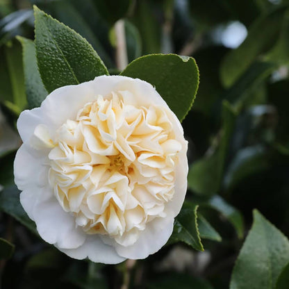 Yellow White Camellia Seeds