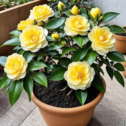 Yellow White Camellia Seeds