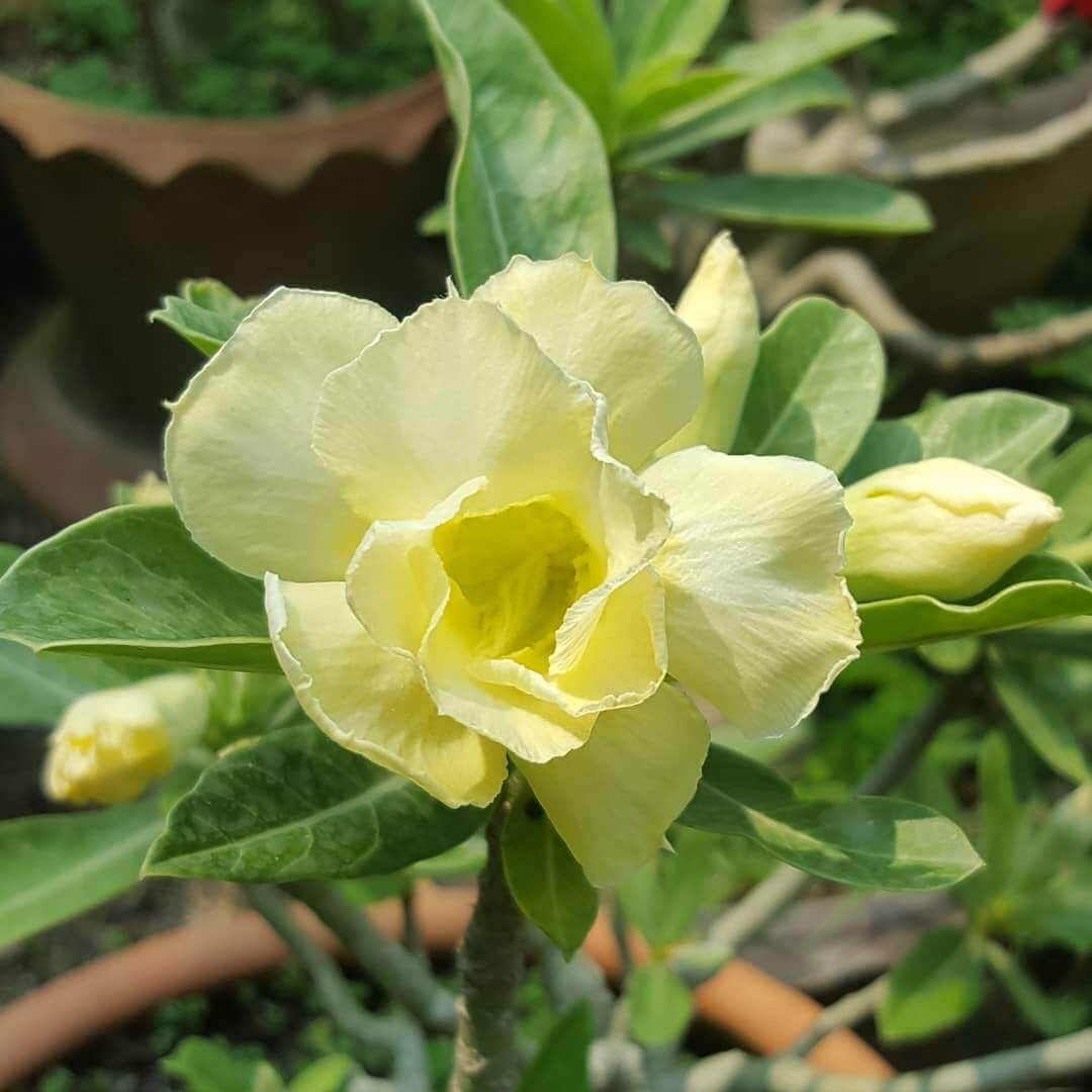 Yellow White Desert Rose Seeds - Flower Plant