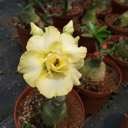 Yellow White Desert Rose Seeds - Flower Plant