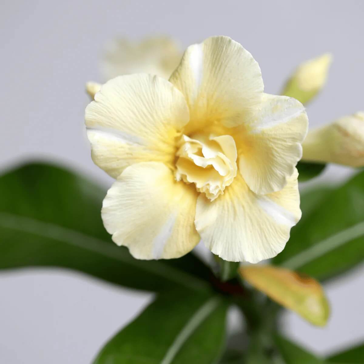 Yellow White Desert Rose Seeds - Flower Plant