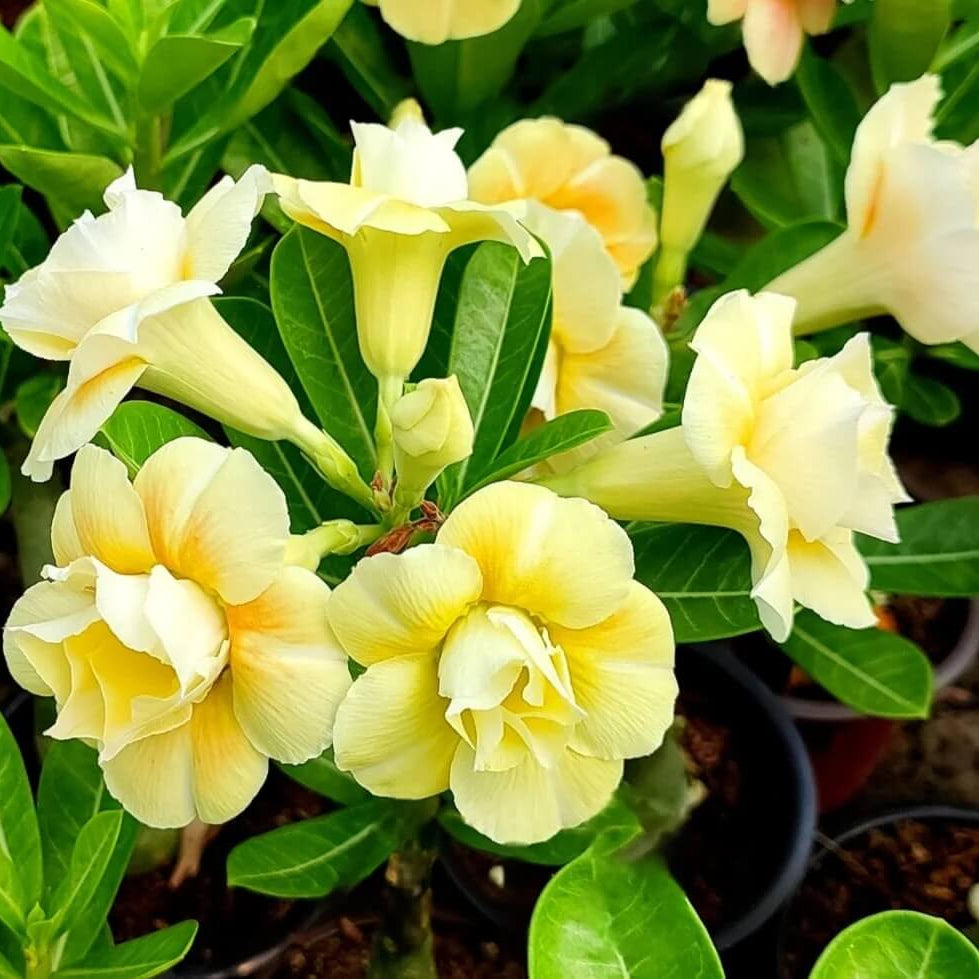 Yellow White Desert Rose Seeds - Flower Plant