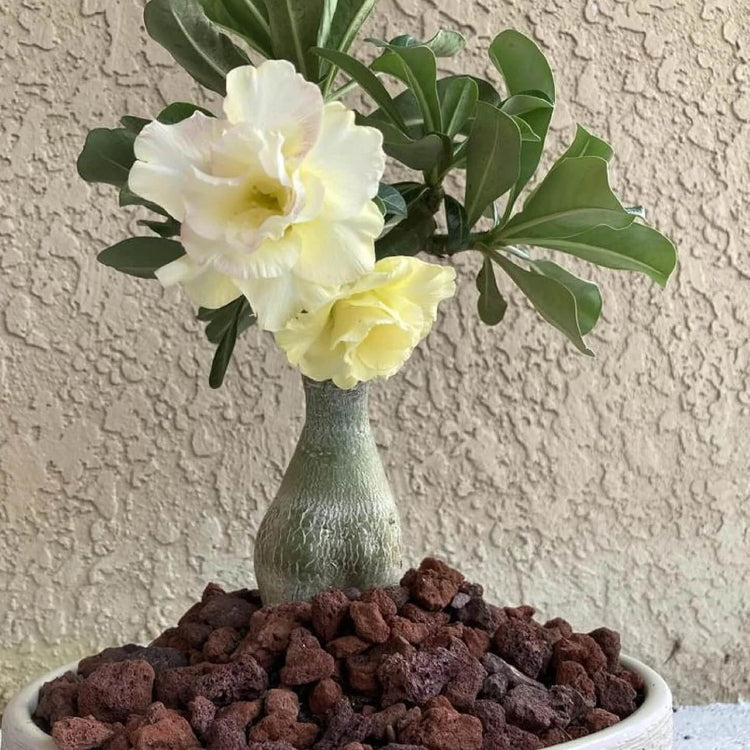 Yellow White Desert Rose Seeds - Flower Plant
