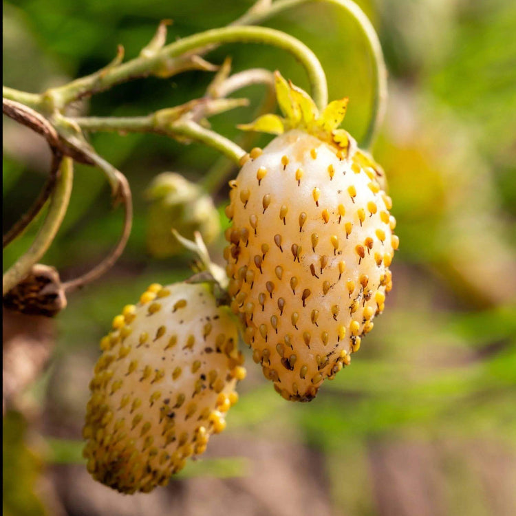 Yellow Wonder Strawberry Seeds - Heirloom Fruit Plant for Home Gardens