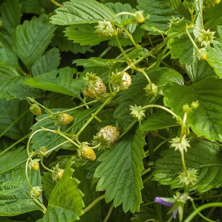 Yellow Wonder Strawberry Seeds - Heirloom Fruit Plant for Home Gardens