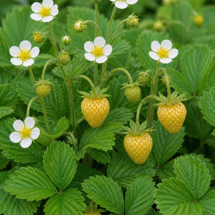 Yellow Wonder Strawberry Seeds - Heirloom Fruit Plant for Home Gardens
