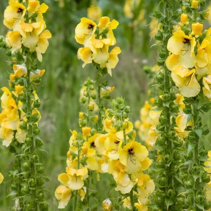 Yellow Woolly Mullein Seeds