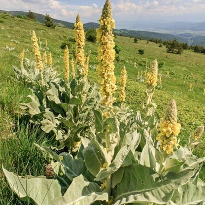 Yellow Woolly Mullein Seeds