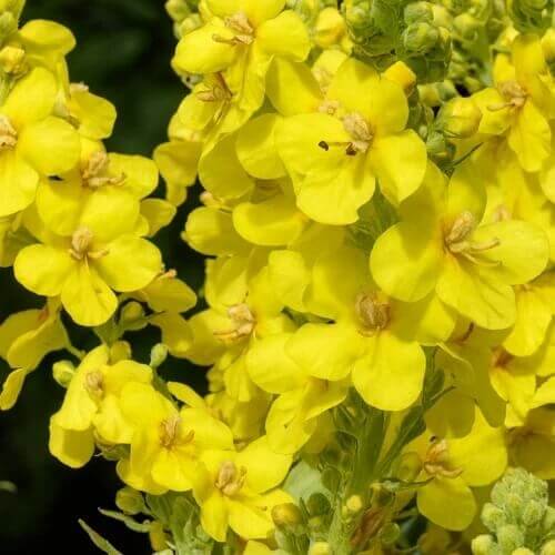 Yellow Woolly Mullein Seeds