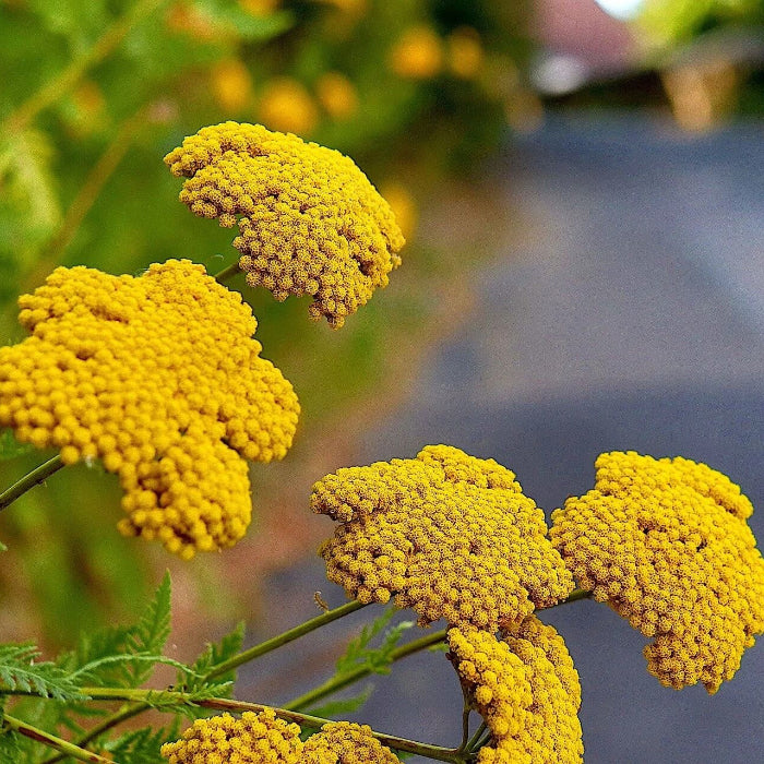 Yellow Yarrow Seeds