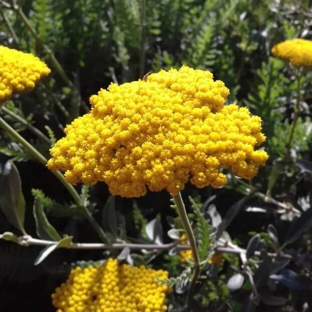 Yellow Yarrow Seeds