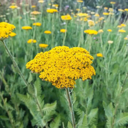 Yellow Yarrow Seeds