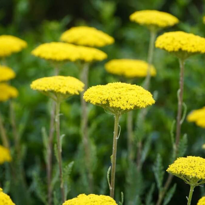 Yellow Yarrow Seeds - Herbal Plant