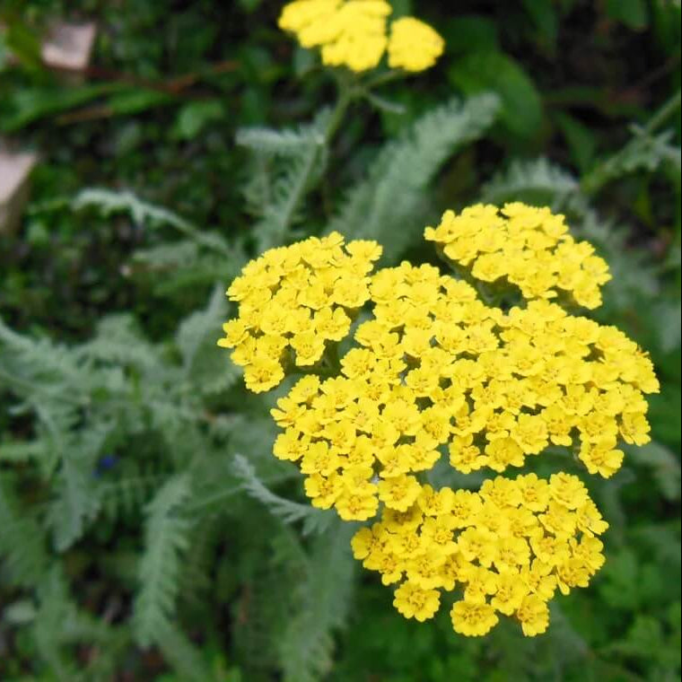 Yellow Yarrow Seeds - Herbal Plant