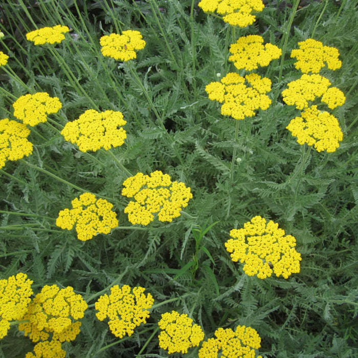 Yellow Yarrow Seeds - Herbal Plant