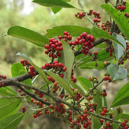 Yerba Mate Seeds - Herbal Plant