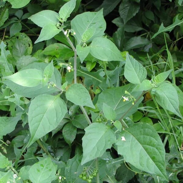 Yerba Mora Seeds