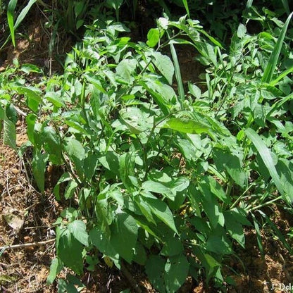 Yerba Mora Seeds
