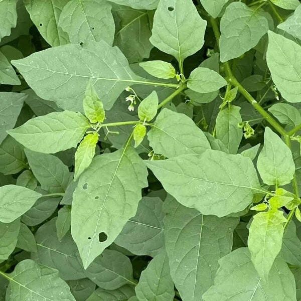 Yerba Mora Seeds