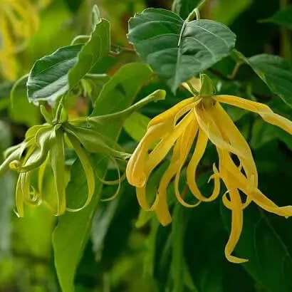 Ylang Ylang seeds - Flower Plant