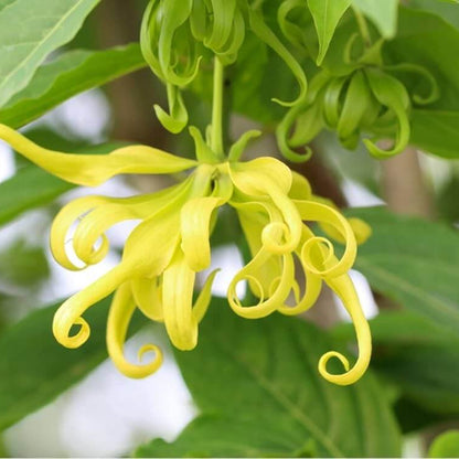 Ylang Ylang seeds - Flower Plant
