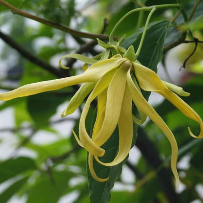 Ylang Ylang seeds - Flower Plant