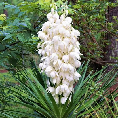 Yucca Plant Seeds