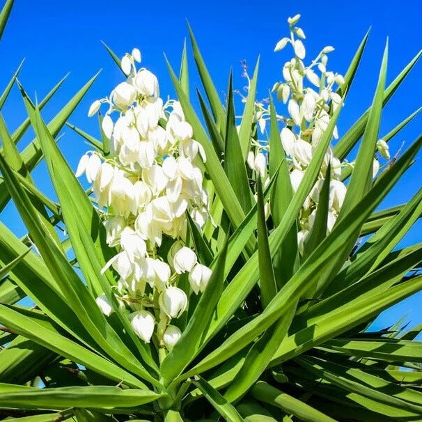 Yucca Plant Seeds