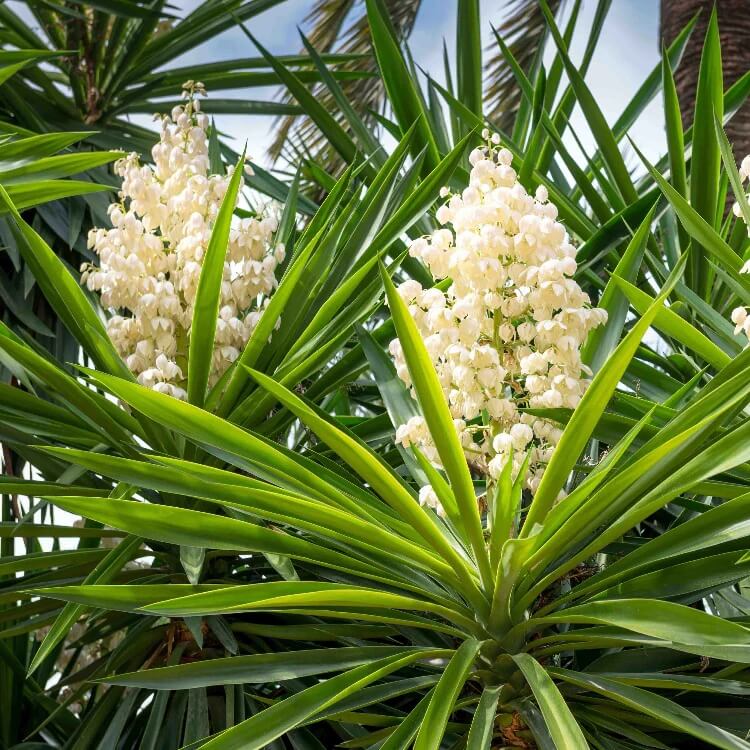 Yucca Plant Seeds
