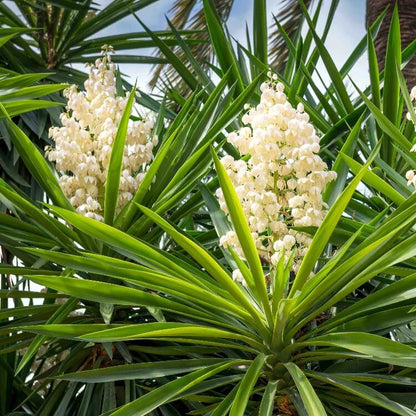 Yucca Plant Seeds