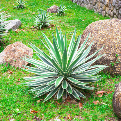 Yucca Seeds - Vegetable Plant for Home Gardens