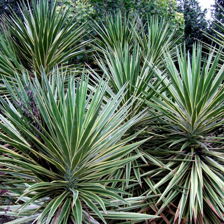 Yucca Seeds - Vegetable Plant for Home Gardens
