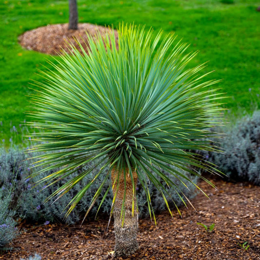 Yucca Seeds - Vegetable Plant for Home Gardens